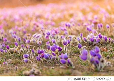 Greater pasque flowers (Pulsatilla grandis) with water drops, nature reserve in "Kamenny vrch - Koniklecova louka", Brno City, Czech republic, Europe. Sunny March day after rain. Beauty spring flower. 139063798