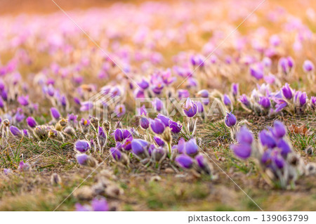 Greater pasque flowers (Pulsatilla grandis) with water drops, nature reserve in "Kamenny vrch - Koniklecova louka", Brno City, Czech republic, Europe. Sunny March day after rain. Beauty spring flower. 139063799