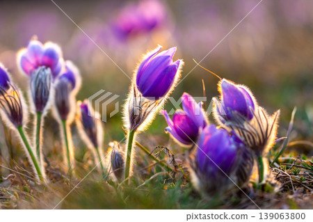 Greater pasque flowers (Pulsatilla grandis) with water drops, nature reserve in "Kamenny vrch - Koniklecova louka", Brno City, Czech republic, Europe. Sunny March day after rain. Beauty spring flower. Greater pasque flowers (Pulsatilla grandis) with water drops, nature reserve in "Kamenny vrch - Koniklecova louka", Brno City, Czech republic, Europe. Sunny March day after rain. Beauty spring flower. 139063800