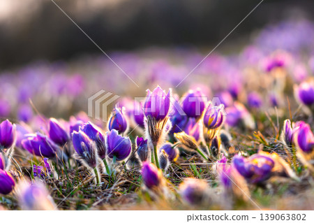 Greater pasque flowers (Pulsatilla grandis) with water drops, nature reserve in "Kamenny vrch - Koniklecova louka", Brno City, Czech republic, Europe. Sunny March day after rain. Beauty spring flower. Greater pasque flowers (Pulsatilla grandis) with water drops, nature reserve in "Kamenny vrch - Koniklecova louka", Brno City, Czech republic, Europe. Sunny March day after rain. Beauty spring flower. 139063802