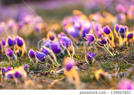 Greater pasque flowers (Pulsatilla grandis) with water drops, nature reserve in "Kamenny vrch - Koniklecova louka", Brno City, Czech republic, Europe. Sunny March day after rain. Beauty spring flower. Greater pasque flowers (Pulsatilla grandis) with water drops, nature reserve in "Kamenny vrch - Koniklecova louka", Brno City, Czech republic, Europe. Sunny March day after rain. Beauty spring flower. 139063803