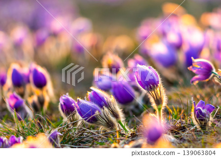 Greater pasque flowers (Pulsatilla grandis) with water drops, nature reserve in "Kamenny vrch - Koniklecova louka", Brno City, Czech republic, Europe. Sunny March day after rain. Beauty spring flower. Greater pasque flowers (Pulsatilla grandis) with water drops, nature reserve in "Kamenny vrch - Koniklecova louka", Brno City, Czech republic, Europe. Sunny March day after rain. Beauty spring flower. 139063804