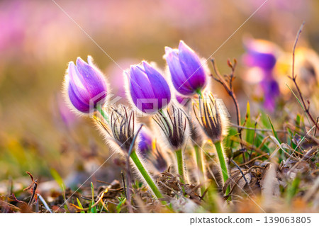 Greater pasque flowers (Pulsatilla grandis) with water drops, nature reserve in "Kamenny vrch - Koniklecova louka", Brno City, Czech republic, Europe. Sunny March day after rain. Beauty spring flower. Greater pasque flowers (Pulsatilla grandis) with water drops, nature reserve in "Kamenny vrch - Koniklecova louka", Brno City, Czech republic, Europe. Sunny March day after rain. Beauty spring flower. 139063805