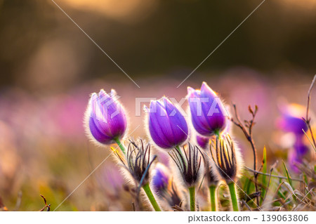 Greater pasque flowers (Pulsatilla grandis) with water drops, nature reserve in "Kamenny vrch - Koniklecova louka", Brno City, Czech republic, Europe. Sunny March day after rain. Beauty spring flower. Greater pasque flowers (Pulsatilla grandis) with water drops, nature reserve in "Kamenny vrch - Koniklecova louka", Brno City, Czech republic, Europe. Sunny March day after rain. Beauty spring flower. 139063806