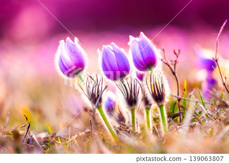 Greater pasque flowers (Pulsatilla grandis) with water drops, nature reserve in "Kamenny vrch - Koniklecova louka", Brno City, Czech republic, Europe. Sunny March day after rain. Beauty spring flower. 139063807