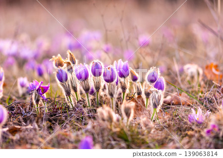 Greater pasque flowers (Pulsatilla grandis) with water drops, nature reserve in "Kamenny vrch - Koniklecova louka", Brno City, Czech republic, Europe. Sunny March day after rain. Beauty spring flower. Greater pasque flowers (Pulsatilla grandis) with water drops, nature reserve in "Kamenny vrch - Koniklecova louka", Brno City, Czech republic, Europe. Sunny March day after rain. Beauty spring flower. 139063814