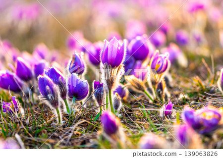 Greater pasque flowers (Pulsatilla grandis) with water drops, nature reserve in "Kamenny vrch - Koniklecova louka", Brno City, Czech republic, Europe. Sunny March day after rain. Beauty spring flower. 139063826