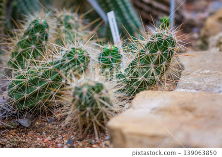 Closeup detail view of cactus plant in botany garden Closeup detail view of cactus plant in botany garden 139063850