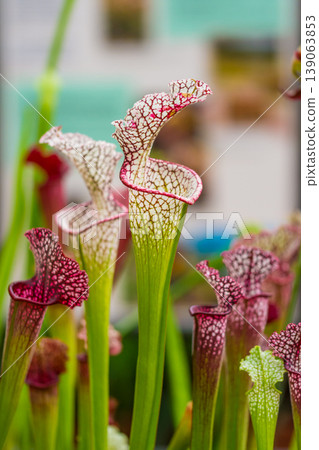 Closeup macro view of sarracenia leucophylla plant. Green insect consuming plant is growing in garden. Interesting botanical leafs with trumpet shape Closeup macro view of sarracenia leucophylla plant. Green insect consuming plant is growing in garden. Interesting botanical leafs with trumpet shape 139063853