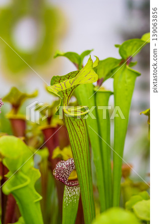 Closeup macro view of sarracenia leucophylla plant. Green insect consuming plant is growing in garden. Interesting botanical leafs with trumpet shape Closeup macro view of sarracenia leucophylla plant. Green insect consuming plant is growing in garden. Interesting botanical leafs with trumpet shape 139063856