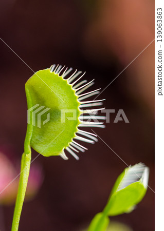Trap leaf of dionaea muscipula carnivorous plant. Closeup look to leaves and insect inside 139063863