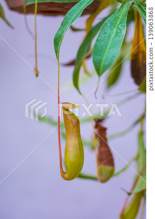 Nepenthe carnivorous plant leaves. Closeup look to green insect consuming plant Nepenthe carnivorous plant leaves. Closeup look to green insect consuming plant 139063868