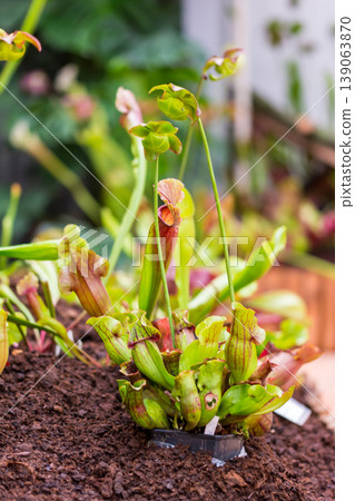 Sarracenia carnivorous plant is growinf in garden. Insect consuming plant with leaves as trap Sarracenia carnivorous plant is growinf in garden. Insect consuming plant with leaves as trap 139063870