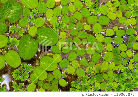 nymphaea leaves on the water. Plant growing in the lake with big leaf 139063875
