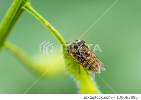 syrphidae insect copulation on the leaf. Yellow insect on the green background. Macro closeup view syrphidae insect copulation on the leaf. Yellow insect on the green background. Macro closeup view 139063880