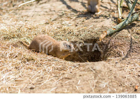 The Prairie Dog (latin name Cynomys ludovicianus) on the ground. Rodent animal coming from Africa 139063885