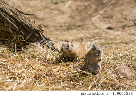 The Prairie Dog (latin name Cynomys ludovicianus) on the ground. Rodent animal coming from Africa 139063888