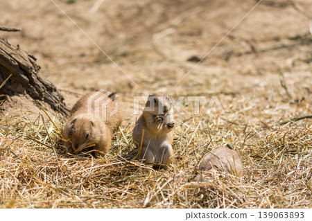 The Prairie Dog (latin name Cynomys ludovicianus) on the ground. Rodent animal coming from Africa The Prairie Dog (latin name Cynomys ludovicianus) on the ground. Rodent animal coming from Africa 139063893