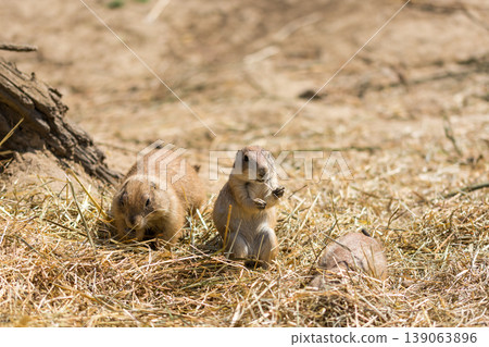 The Prairie Dog (latin name Cynomys ludovicianus) on the ground. Rodent animal coming from Africa The Prairie Dog (latin name Cynomys ludovicianus) on the ground. Rodent animal coming from Africa 139063896