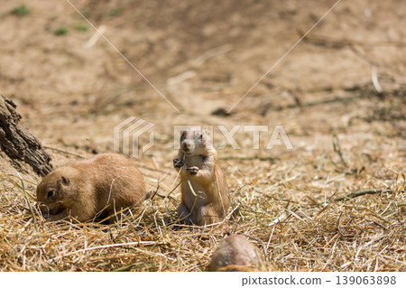The Prairie Dog (latin name Cynomys ludovicianus) on the ground. Rodent animal coming from Africa 139063898