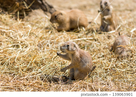 The Prairie Dog (latin name Cynomys ludovicianus) on the ground. Rodent animal coming from Africa The Prairie Dog (latin name Cynomys ludovicianus) on the ground. Rodent animal coming from Africa 139063901