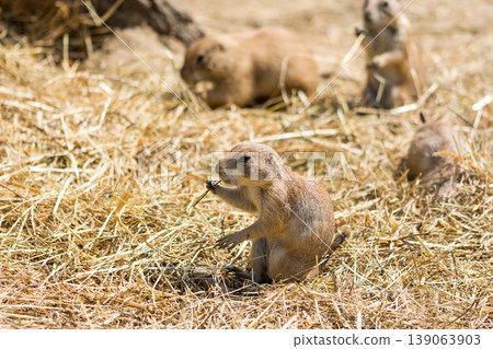 The Prairie Dog (latin name Cynomys ludovicianus) on the ground. Rodent animal coming from Africa The Prairie Dog (latin name Cynomys ludovicianus) on the ground. Rodent animal coming from Africa 139063903