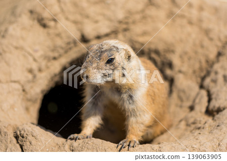 The Prairie Dog (latin name Cynomys ludovicianus) on the ground. Rodent animal coming from Africa The Prairie Dog (latin name Cynomys ludovicianus) on the ground. Rodent animal coming from Africa 139063905