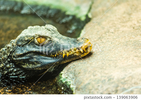 Caiman crocodile (latin name Paleosuchus palpebrosus) - detail of head of alligator Caiman crocodile (latin name Paleosuchus palpebrosus) - detail of head of alligator 139063906