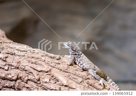 The lizard (latin name Sauromalus obesus) on the rock. Detail of reptile animal The lizard (latin name Sauromalus obesus) on the rock. Detail of reptile animal 139063912