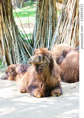 Camel (latin name Camelus bactrianus) is lying on the dirt ground. Animal coming from steppe desert Camel (latin name Camelus bactrianus) is lying on the dirt ground. Animal coming from steppe desert 139063915