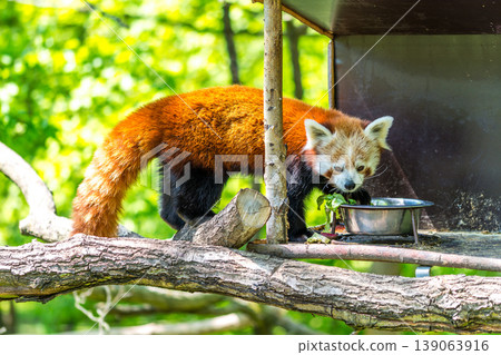 Red panda (latin name Ailurus fulgens) is eating on the tree branch Red panda (latin name Ailurus fulgens) is eating on the tree branch 139063916