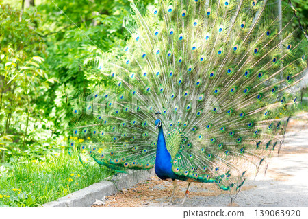 The peacock (latin name Pavo cristatus) bird on the park street. Colorful bird with beautiful feathers is walking on grass. Portrait of peacock bird The peacock (latin name Pavo cristatus) bird on the park street. Colorful bird with beautiful feathers is walking on grass. Portrait of peacock bird 139063920