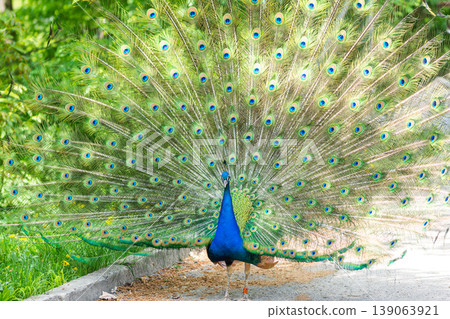 The peacock (latin name Pavo cristatus) bird on the park street. Colorful bird with beautiful feathers is walking on grass. Portrait of peacock bird The peacock (latin name Pavo cristatus) bird on the park street. Colorful bird with beautiful feathers is walking on grass. Portrait of peacock bird 139063921