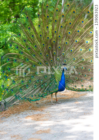 The peacock (latin name Pavo cristatus) bird on the park street. Colorful bird with beautiful feathers is walking on grass. Portrait of peacock bird The peacock (latin name Pavo cristatus) bird on the park street. Colorful bird with beautiful feathers is walking on grass. Portrait of peacock bird 139063923