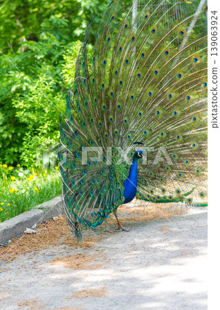 The peacock (latin name Pavo cristatus) bird on the park street. Colorful bird with beautiful feathers is walking on grass. Portrait of peacock bird The peacock (latin name Pavo cristatus) bird on the park street. Colorful bird with beautiful feathers is walking on grass. Portrait of peacock bird 139063924