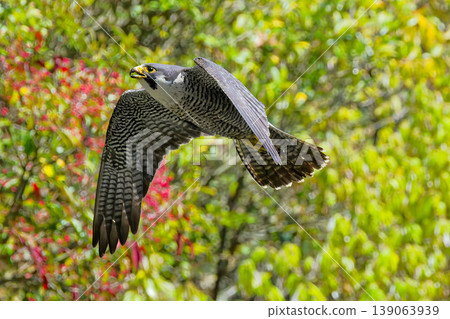 A peregrine falcon flying through the mountains in spring A peregrine falcon flying through the mountains in spring 139063939