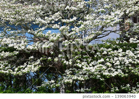 Dogwood flowers Dogwood flowers 139063940