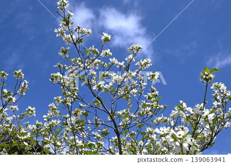 Dogwood flowers 139063941
