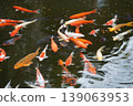 Nishikigoi carp swimming gracefully in a pond 139063953