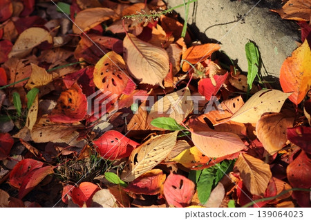 Withered leaves and fallen leaves, hinting at the approaching winter. Withered leaves and fallen leaves, hinting at the approaching winter. 139064023