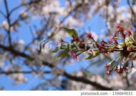 Delicate cherry blossom petals translucent in the sunlight and the spring sky Delicate cherry blossom petals translucent in the sunlight and the spring sky 139064031