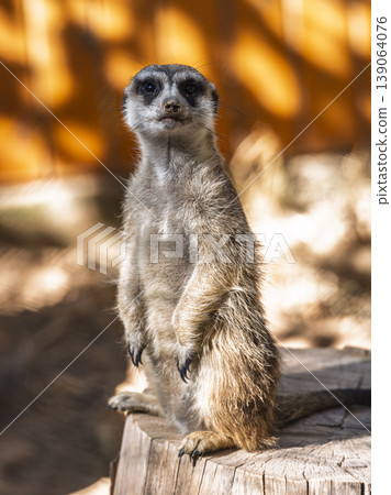 cute meerkat at the zoo cute meerkat at the zoo 139064076