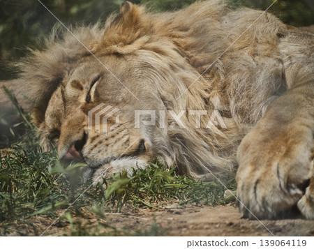 a sleeping beautiful african male lion a sleeping beautiful african male lion 139064119
