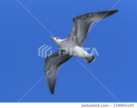 a flying seagull with open wings a flying seagull with open wings 139064184
