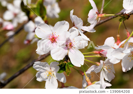 櫻花,櫻花,櫻花 櫻花,櫻花,櫻花 139064208