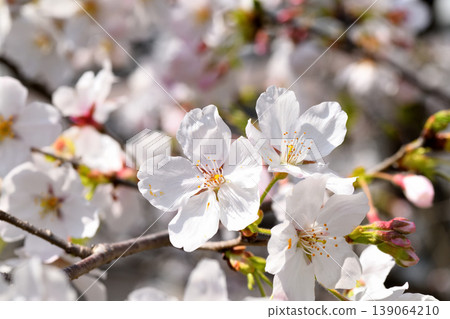 Sakura, Sakura, Sakura Sakura, Sakura, Sakura 139064210