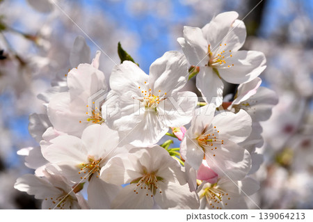 Sakura, Sakura, Sakura Sakura, Sakura, Sakura 139064213