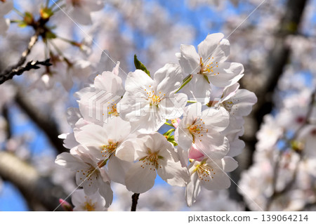 Sakura, Sakura, Sakura Sakura, Sakura, Sakura 139064214
