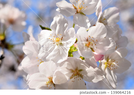 Sakura, Sakura, Sakura Sakura, Sakura, Sakura 139064216