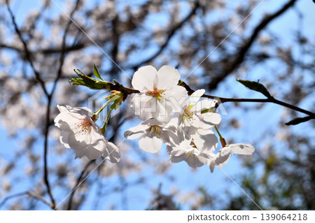 Sakura, Sakura, Sakura 139064218